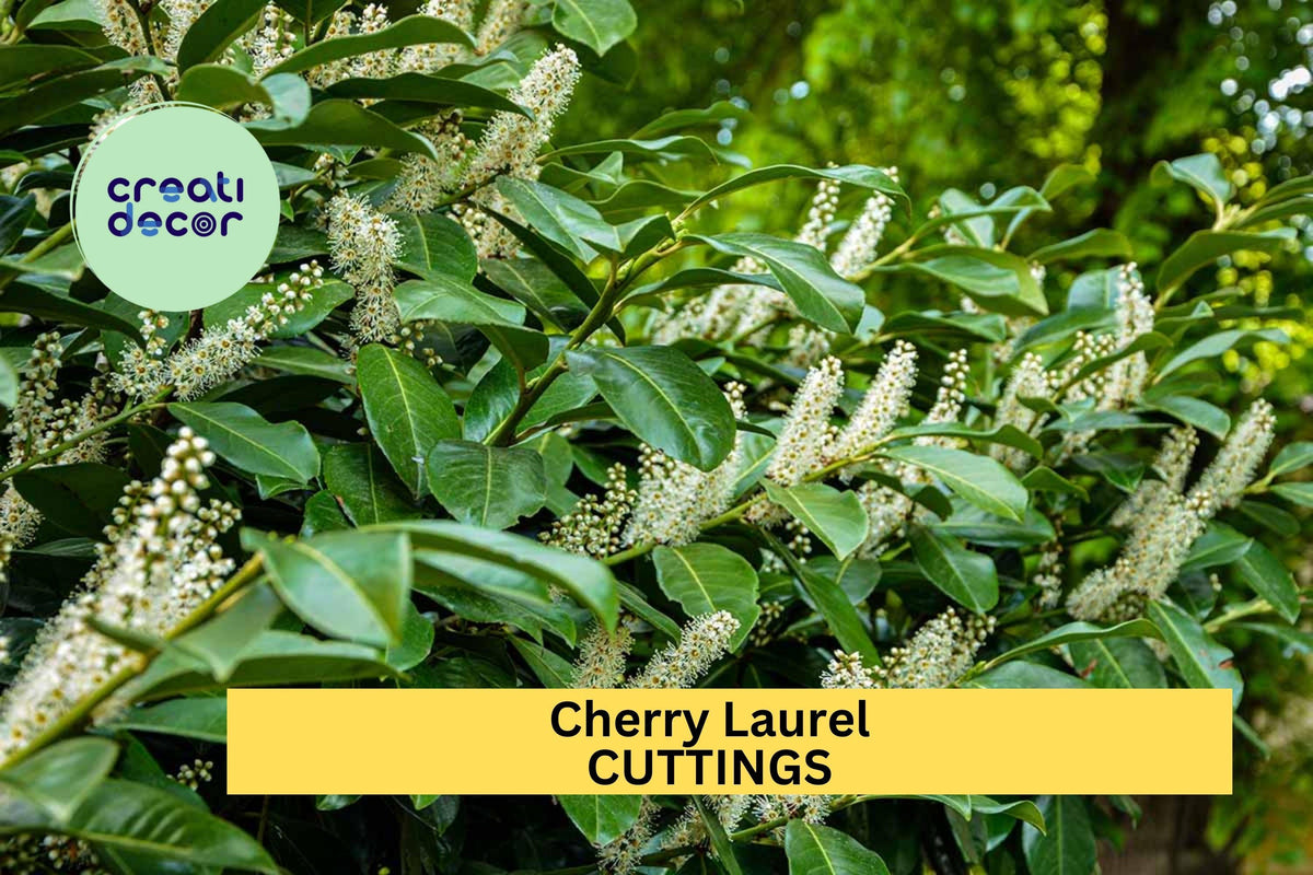 20 Cherry Laurel Cuttings 6-8" | Prunus Laurocerasus | Evergreen Privacy Hedge or Tree | Dark Green Foliage
