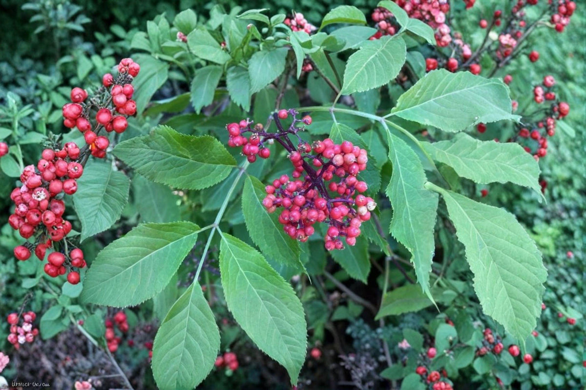 Red Elderberry Seeds - 30 Seeds - Sambucus racemosa - Hardy Berry Shrub for Wildlife & Woodland Gardens
