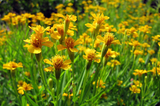 Mexican Tarragon Seeds | Culinary Herb with Bright Yellow Flowers | Licorice-Scented | Heat-Tolerant | Non-GMO | Tagetes lucida