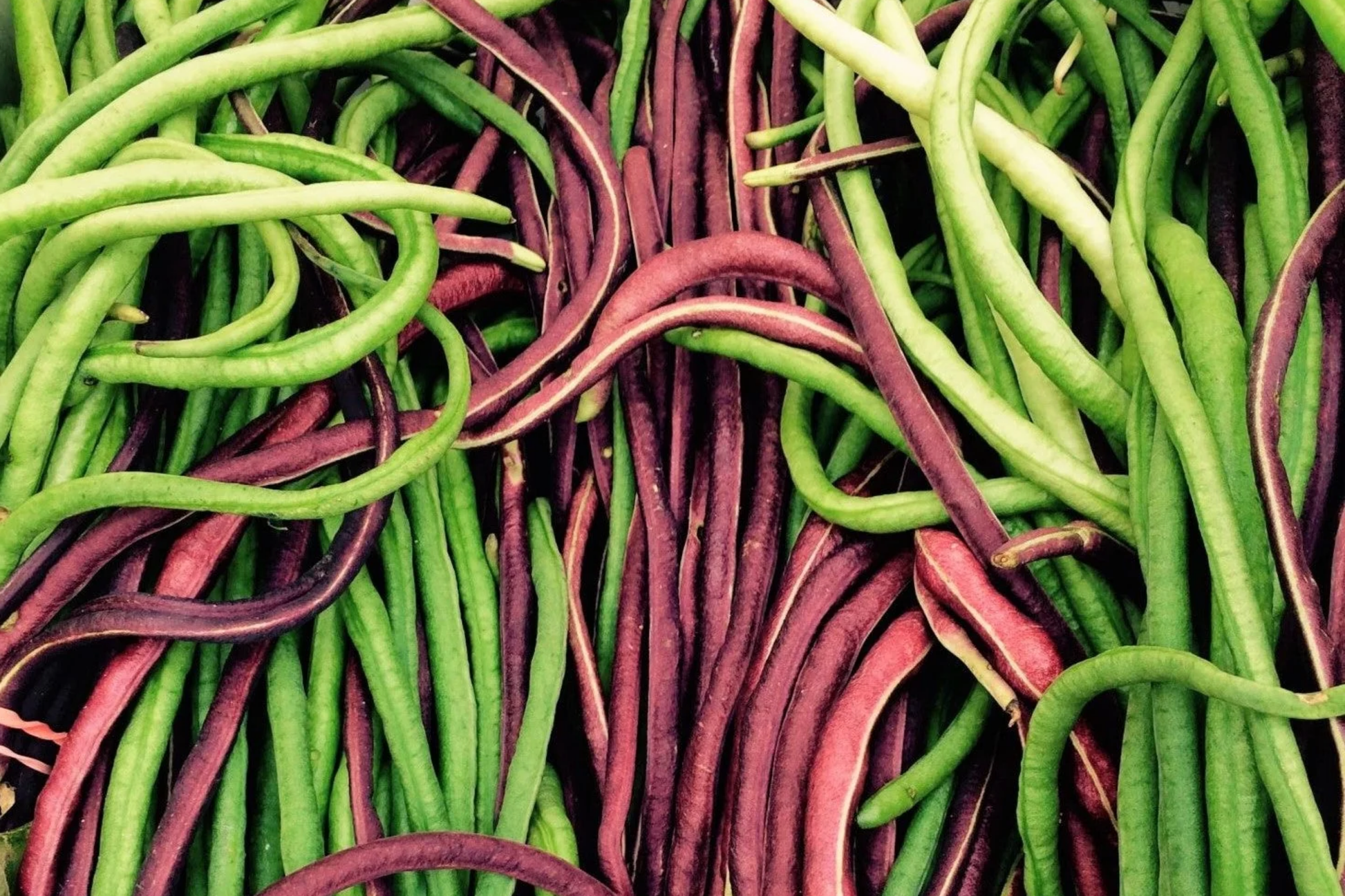 Red Noodle Yardlong Bean Seeds - Asparagus Bean, Chinese Long Bean, Heirloom Vigna unguiculata subsp. sesquipedalis