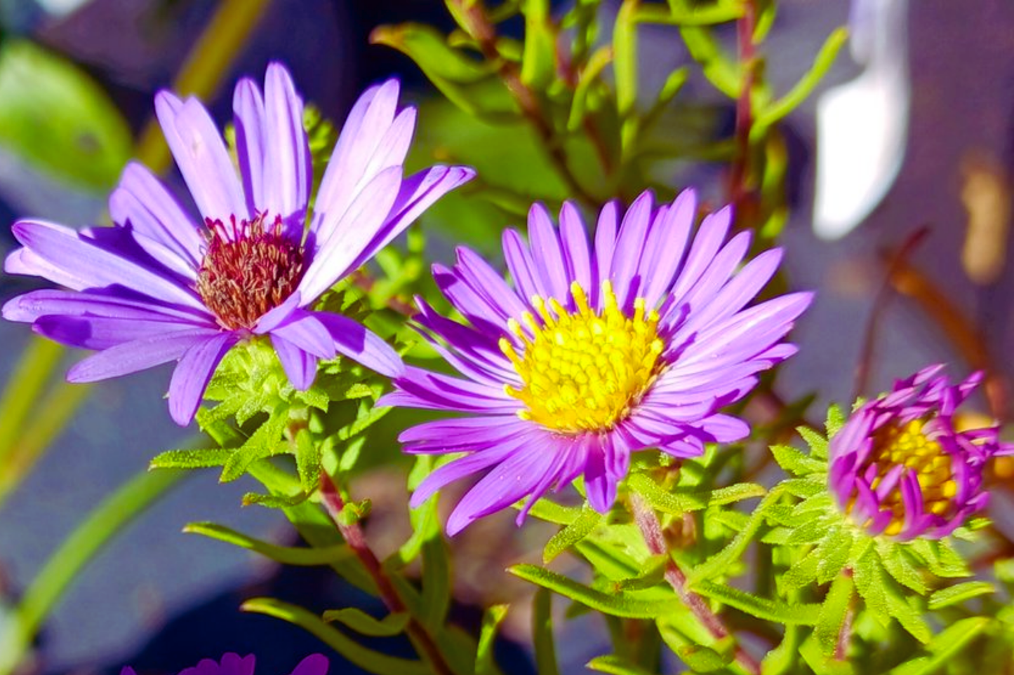 Aromatic Aster Seeds - Fall Blue Aster - Symphyotrichum oblongifolium Flower Seeds