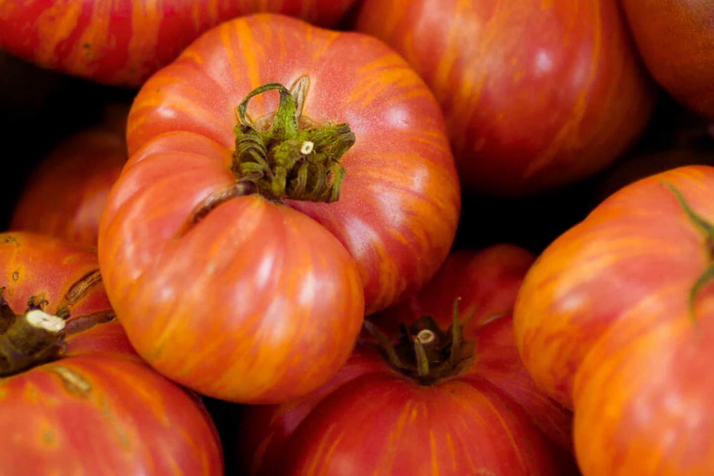 Big Rainbow Tomato Seeds | Non-GMO Rainbow Beefsteak Variety | Heirloom Vegetable Seeds Solanum lycopersicum