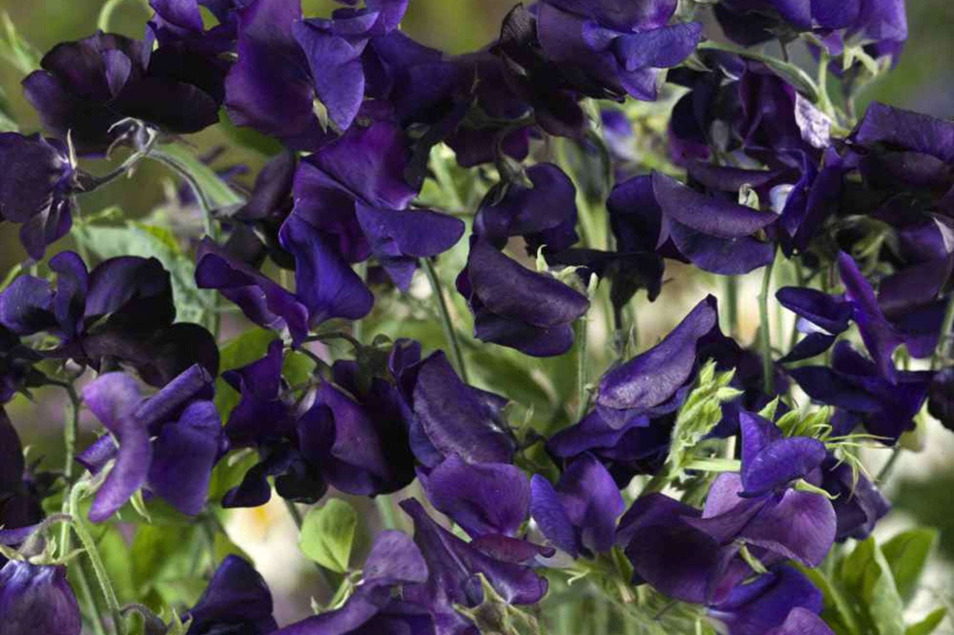 Royal Navy Blue Sweet Pea Seeds | Fragrant Purple/Blue Blooms | Climbing Vines & Pollinator Attractant | Non-GMO Lathyrus odoratus