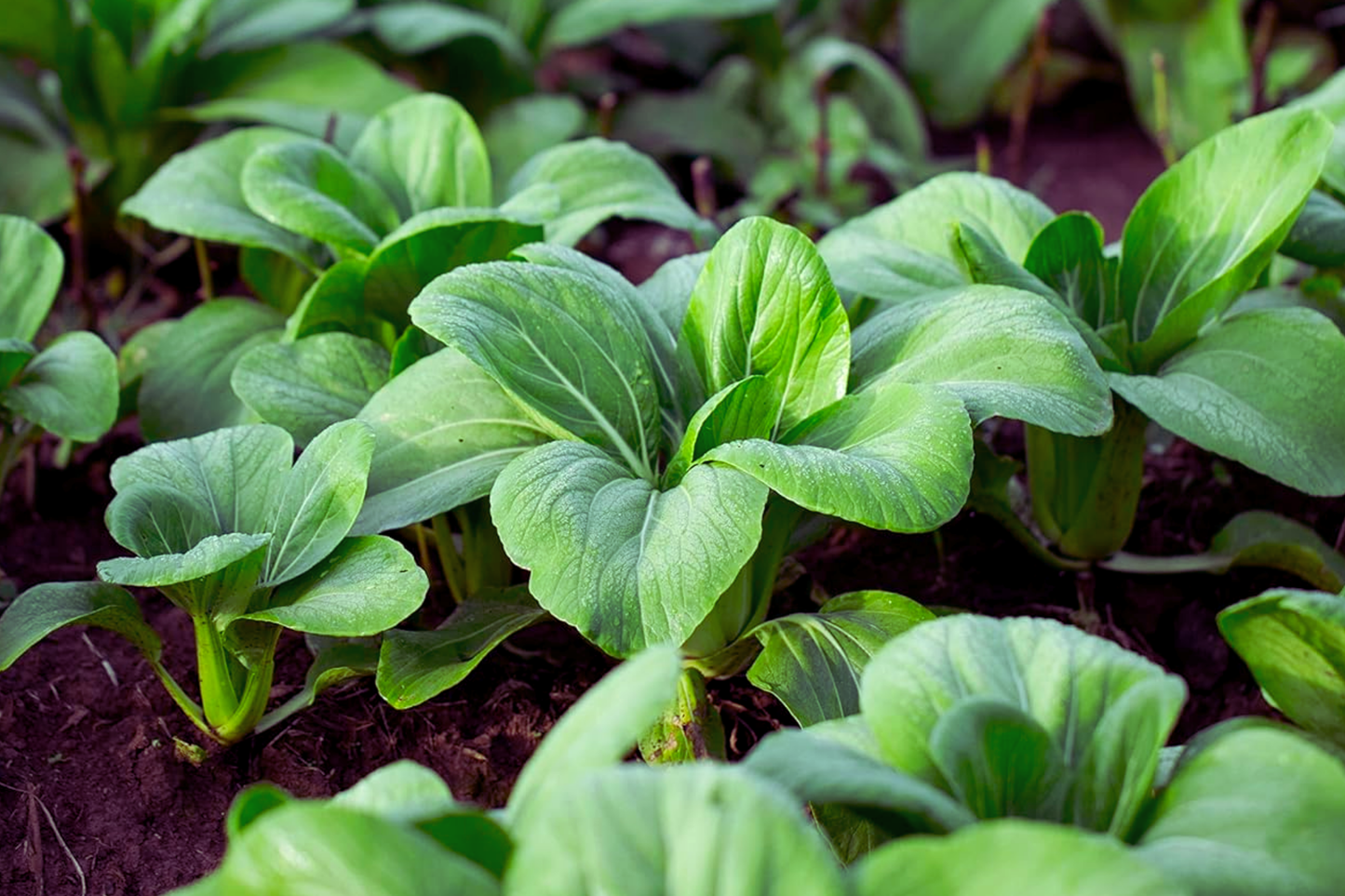 Baby Choi Seeds | Non-GMO Brassica rapa subsp. chinensis Vegetable Garden Seeds