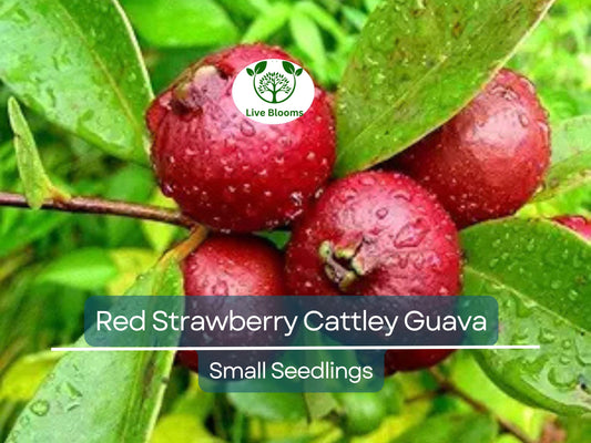 1 Cattley Strawberry Guava Seedling 7-12" Tall - Easy to Grow Tropical Fruit Plant
