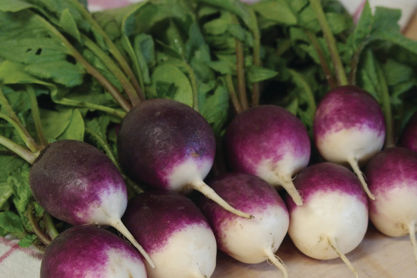 Purple Plum Radish Seeds - 200 Seeds - Vibrant Purple Skin & White Flesh - Raphanus sativus