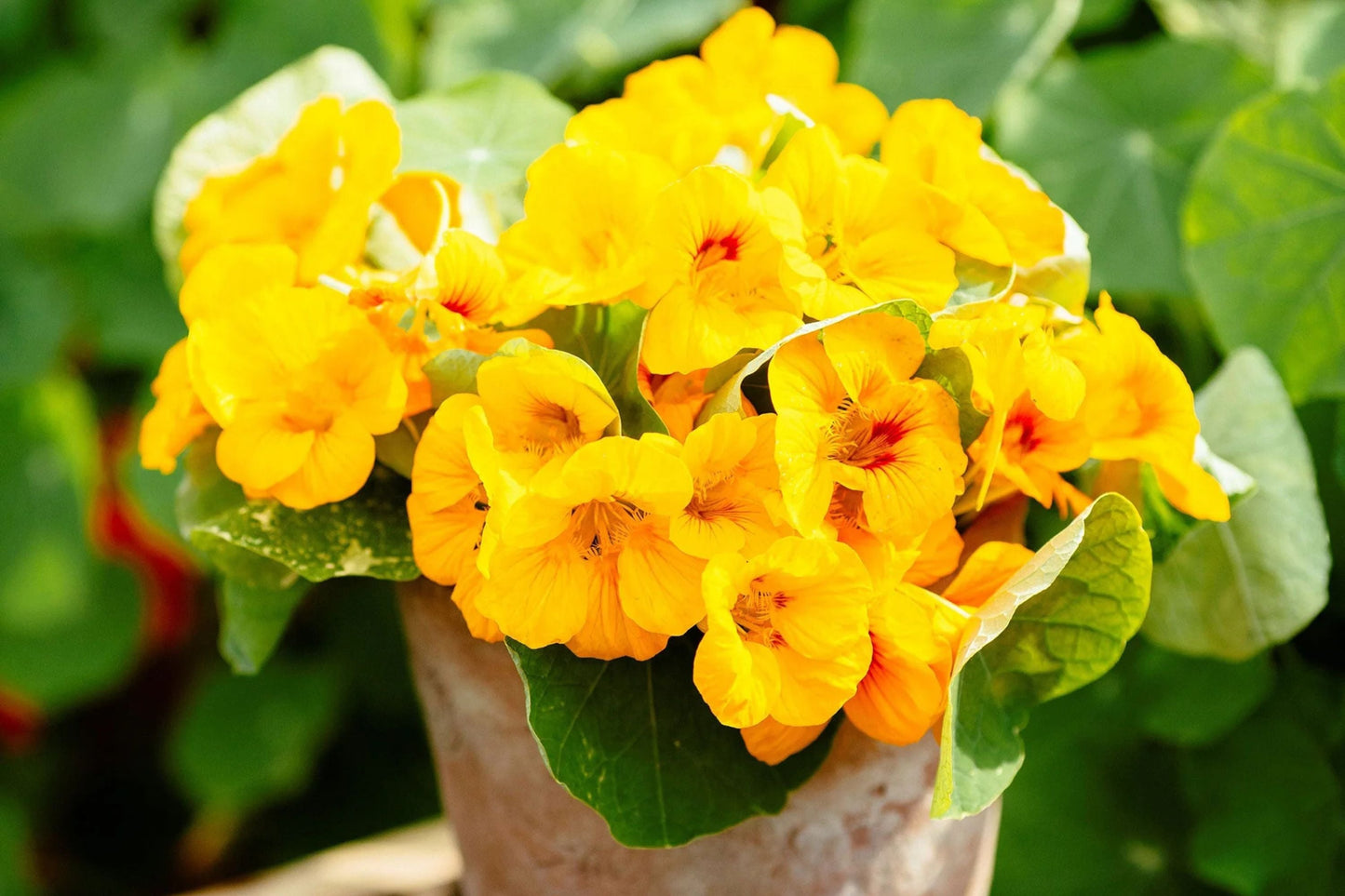 Moonlight Nasturtium Seeds | Edible Creamy Yellow Blooms | Trailing Vines | Tropaeolum lobbianum Heirloom