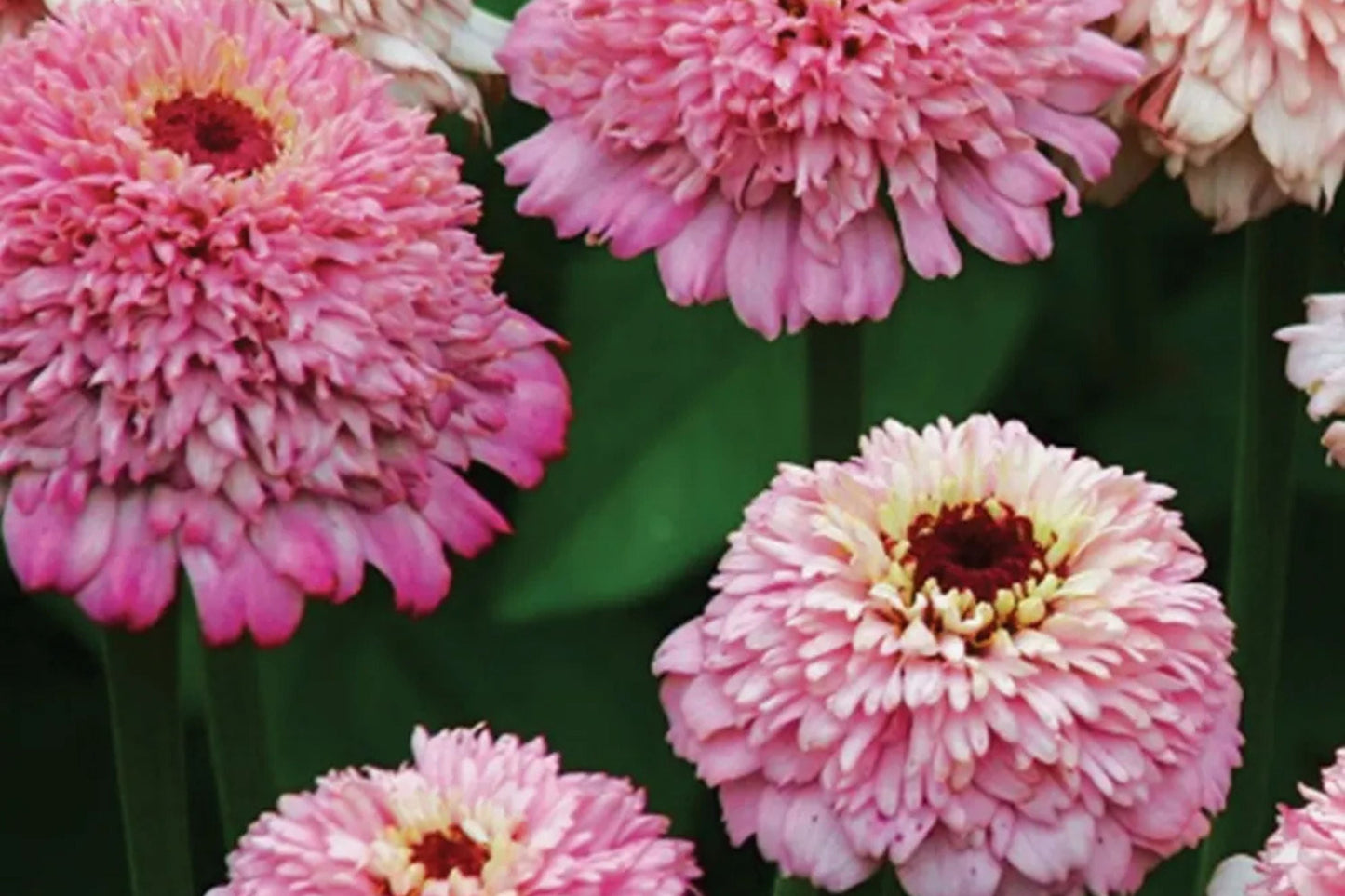 Zinderella Lilac Zinnia Seeds - Double Bloom, Butterfly Magnet, Cut Flower, Easy Grow, Zinnia elegans, USA Grown