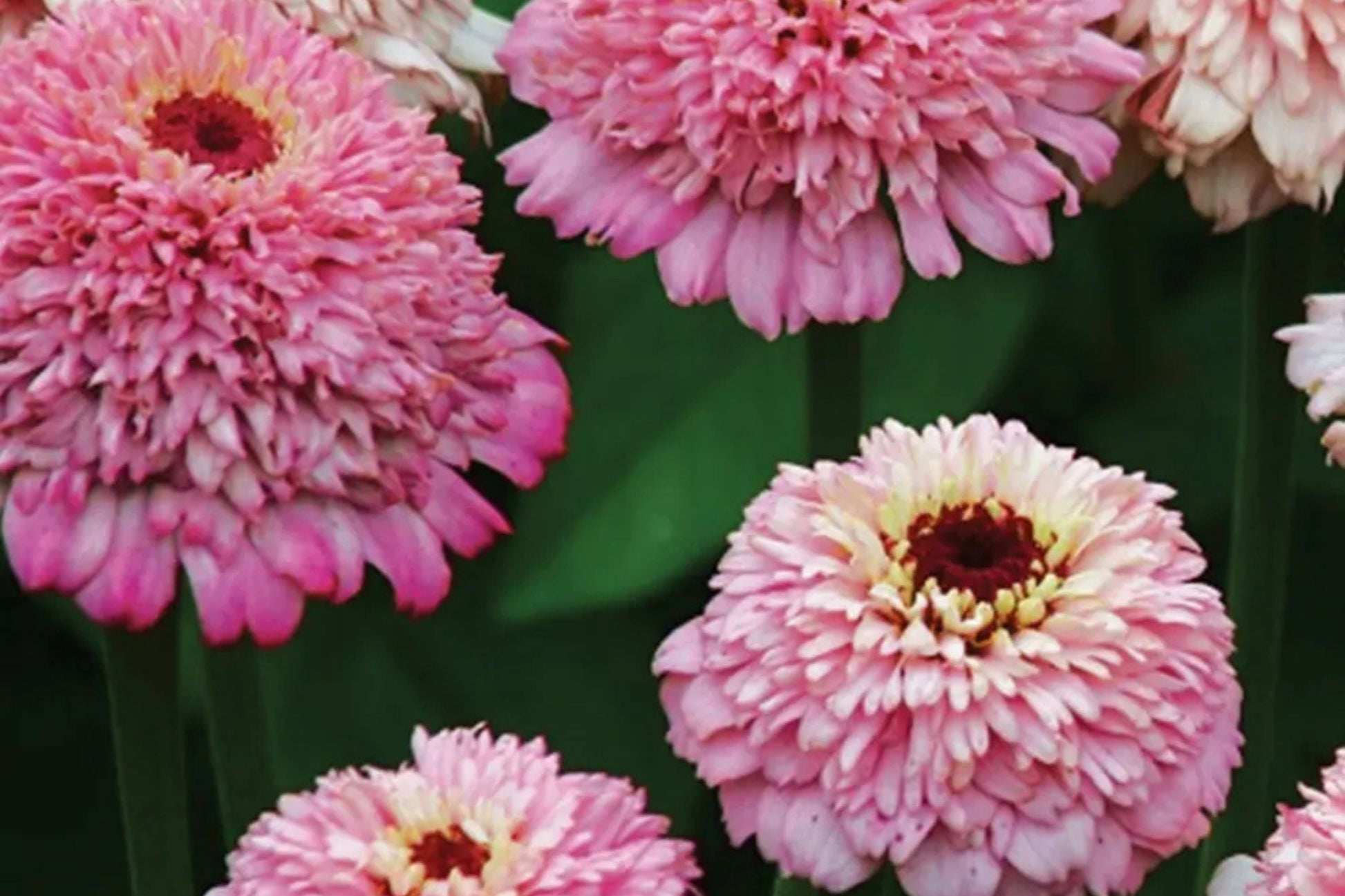 Zinderella Lilac Zinnia Seeds - Double Bloom, Butterfly Magnet, Cut Flower, Easy Grow, Zinnia elegans, USA Grown