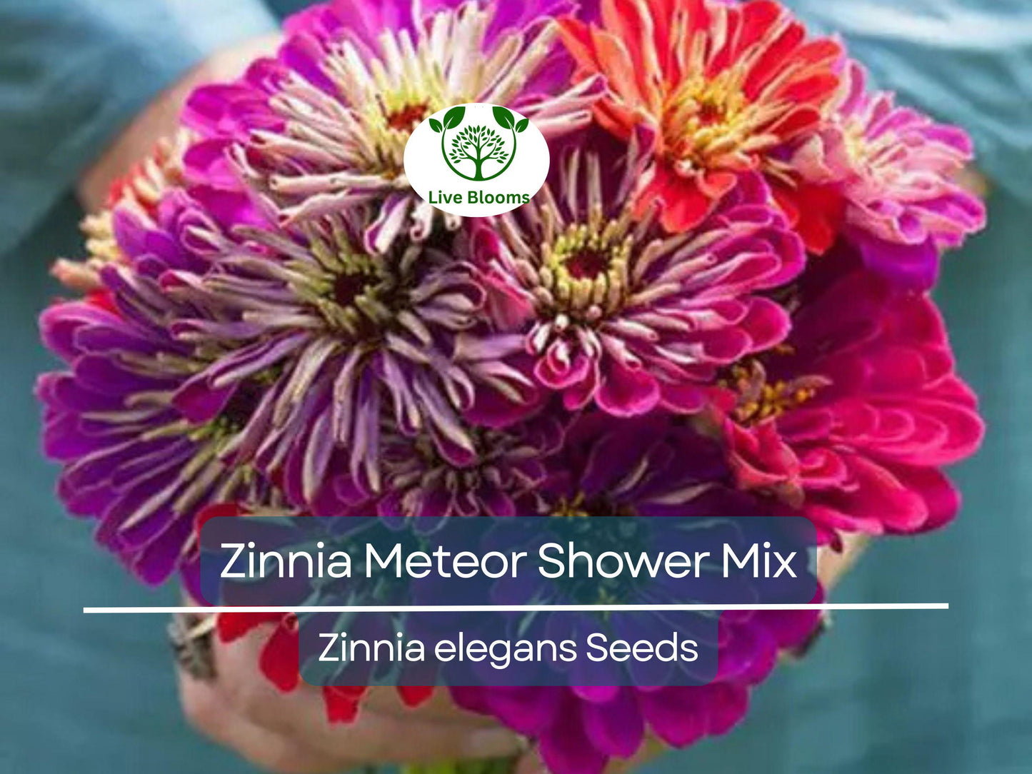 100 Seeds Zinnia Meteor Shower Mixed Colors 5" Flowers Non-GMO - Vibrant Garden Blooms