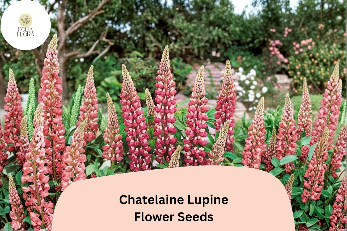 25+ Chatelaine Lupine Seeds | Pink & White Perennial Flowers for Garden Borders