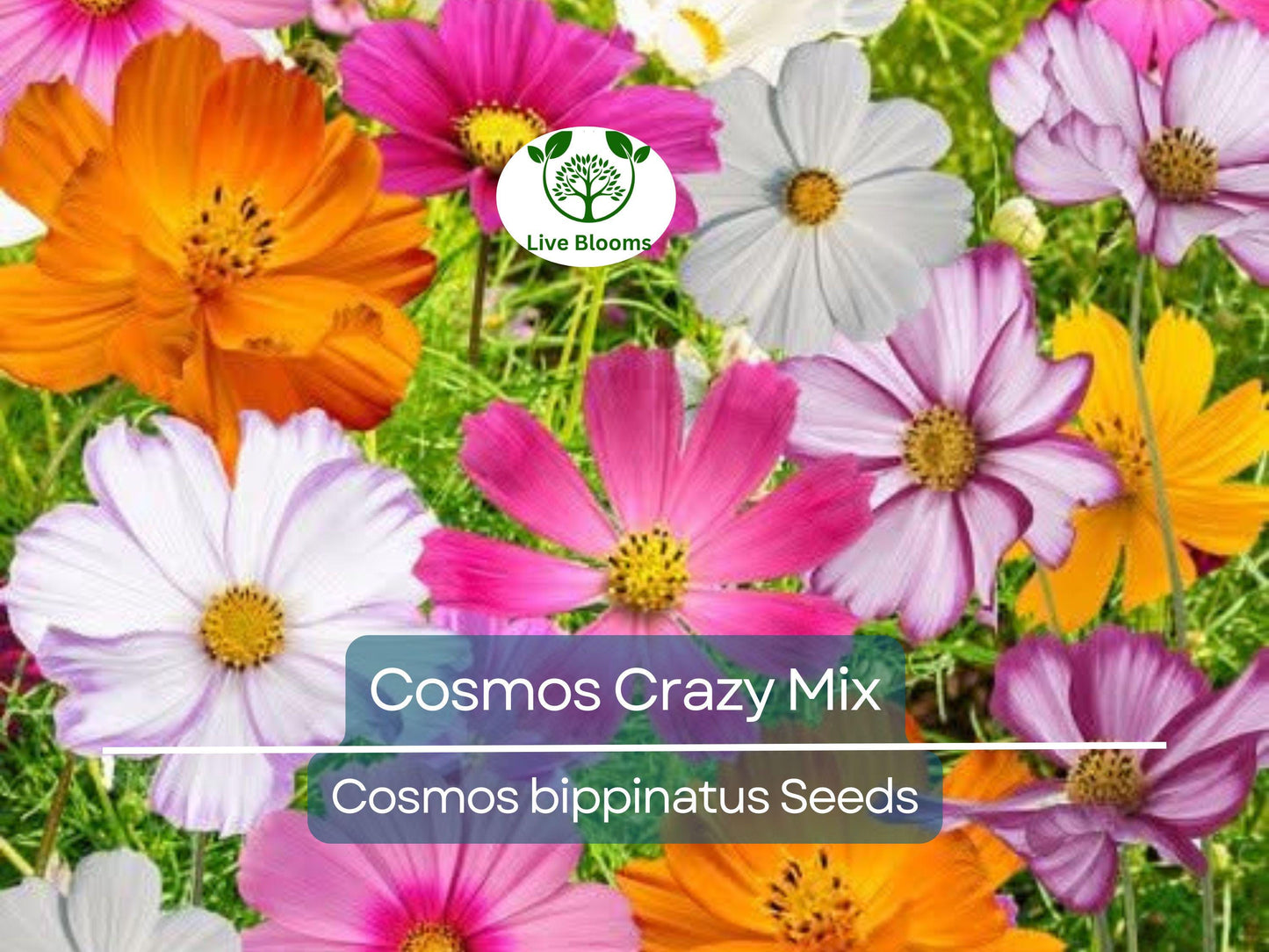 200 Seeds Cosmos Crazy Mix Heirloom Non-GMO Pollinator-Friendly Heat-Loving Annual Flowers