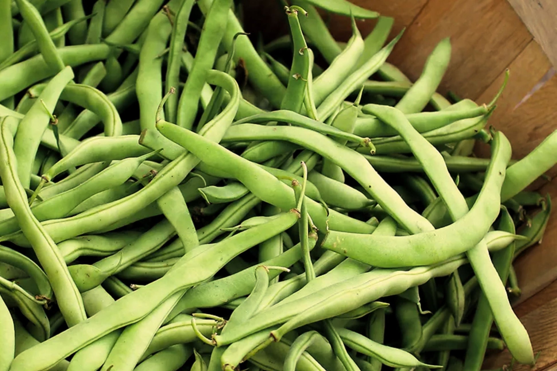 Blue Lake Pole Bean Seeds with Trellis Netting – Phaseolus vulgaris, Climbing Green Beans, 100+ Seeds, Gardening & Home Growing