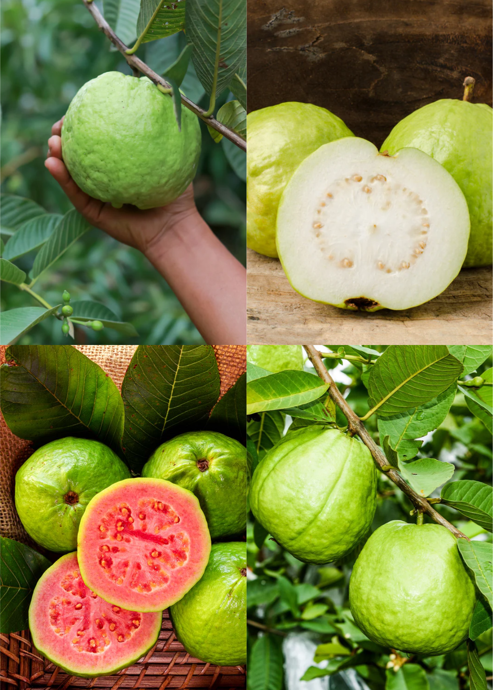 Guava Trees Bundle – 'Ruby Supreme' & 'Kilo' – Fruiting Tropical Guava Plants – Psidium guajava