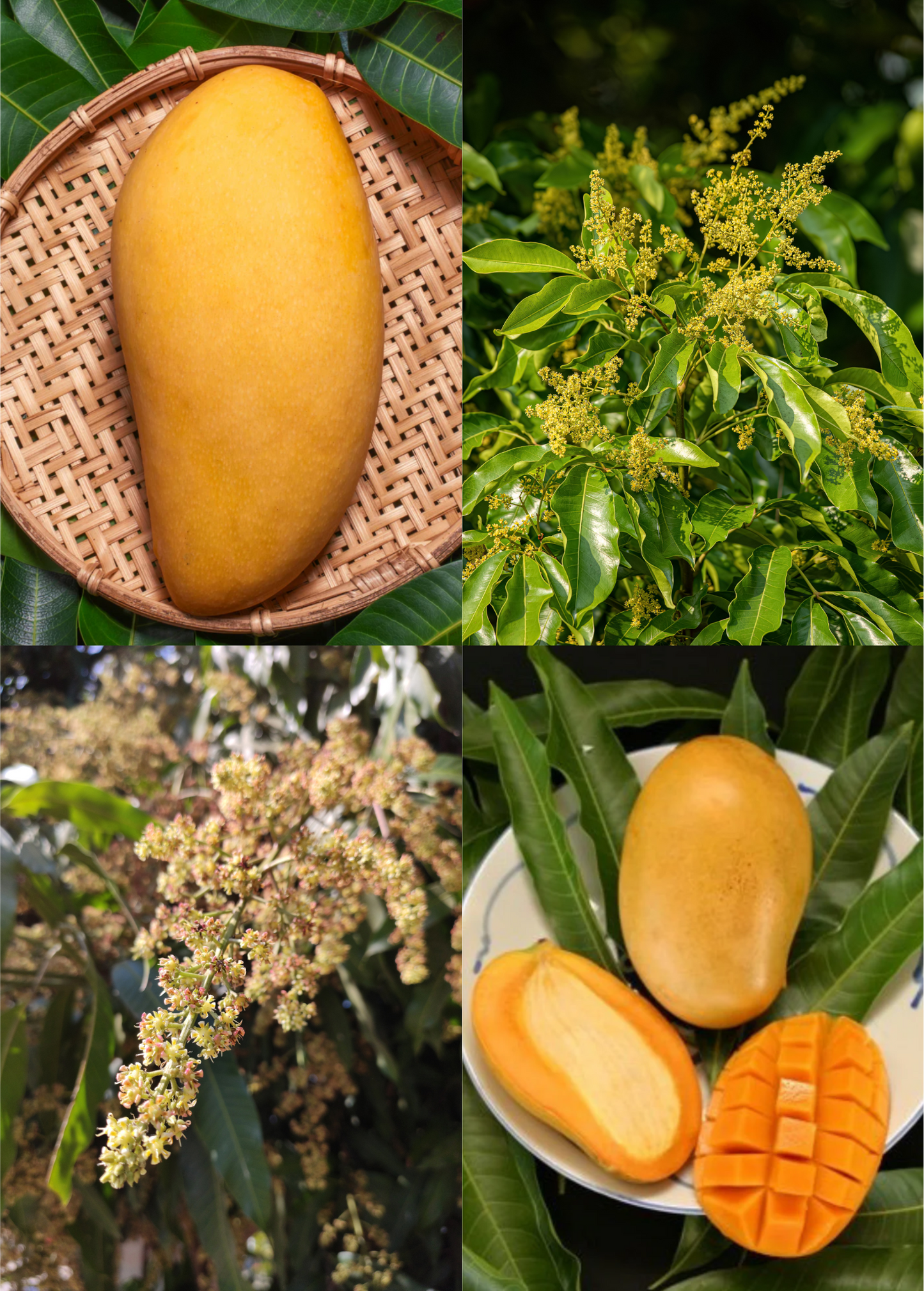 Grafted Mango Tree Bundle – Mallika & Nam Doc Mai – Exotic Dessert Mangoes for Home Growing