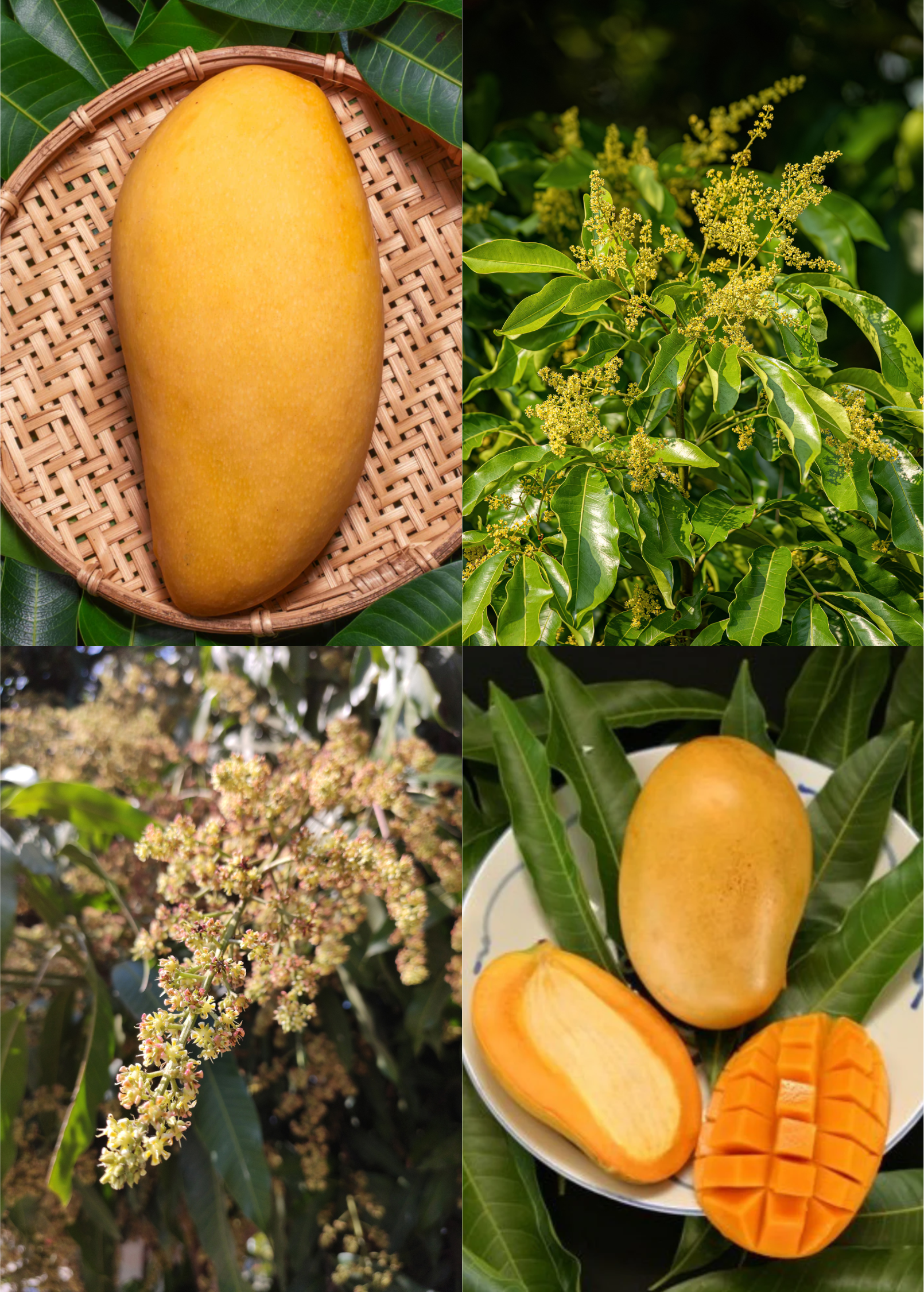 Grafted Mango Tree Bundle – Mallika & Nam Doc Mai – Exotic Dessert Mangoes for Home Growing