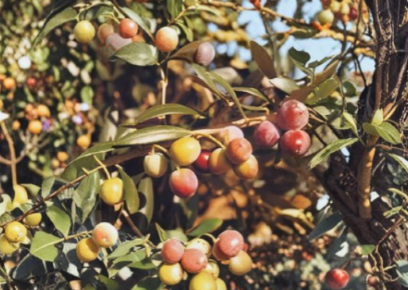 Arbequina Olive Tree Olea Europaea Small Rooted Starter Plant for Container or Garden Growing