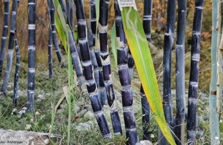 Dark Purple Sugarcane Rooted Cuttings 5 Pack Saccharum officinarum Tropical Perennial Grass for Warm Climates