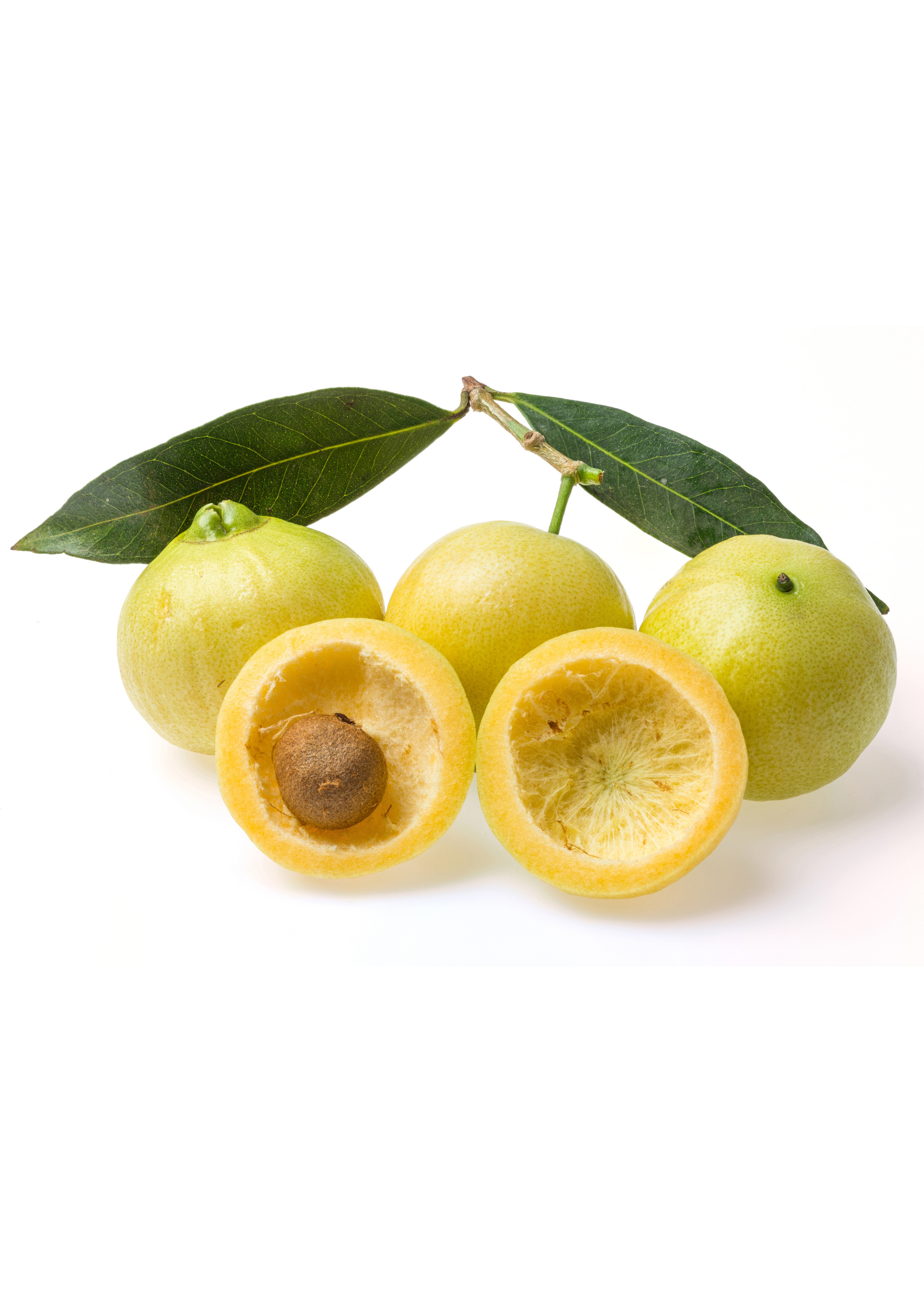 Rose Apple Tree Cutting, Syzygium jambos, Edible Fruit, Ornamental, Malabar Plum, Poma Rosa