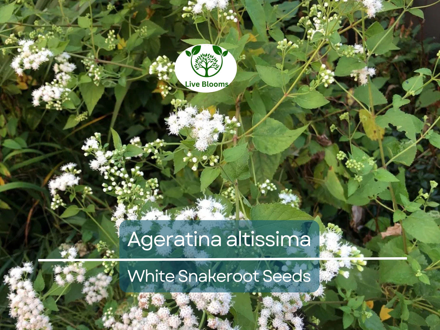 500 Ageratina Altissima White Snakeroot Seeds - Native Perennial with White Flowers, Pollinator-Friendly