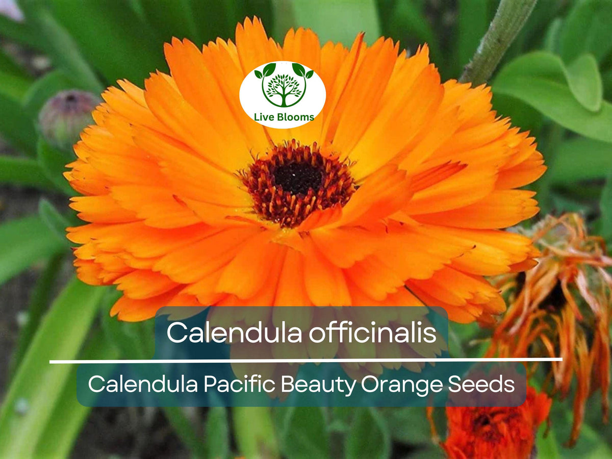 Calendula Seeds 100 Count Pacific Beauty Orange Flowers (Calendula officinalis) - Pollinator-Friendly, Non-GMO Garden Herb