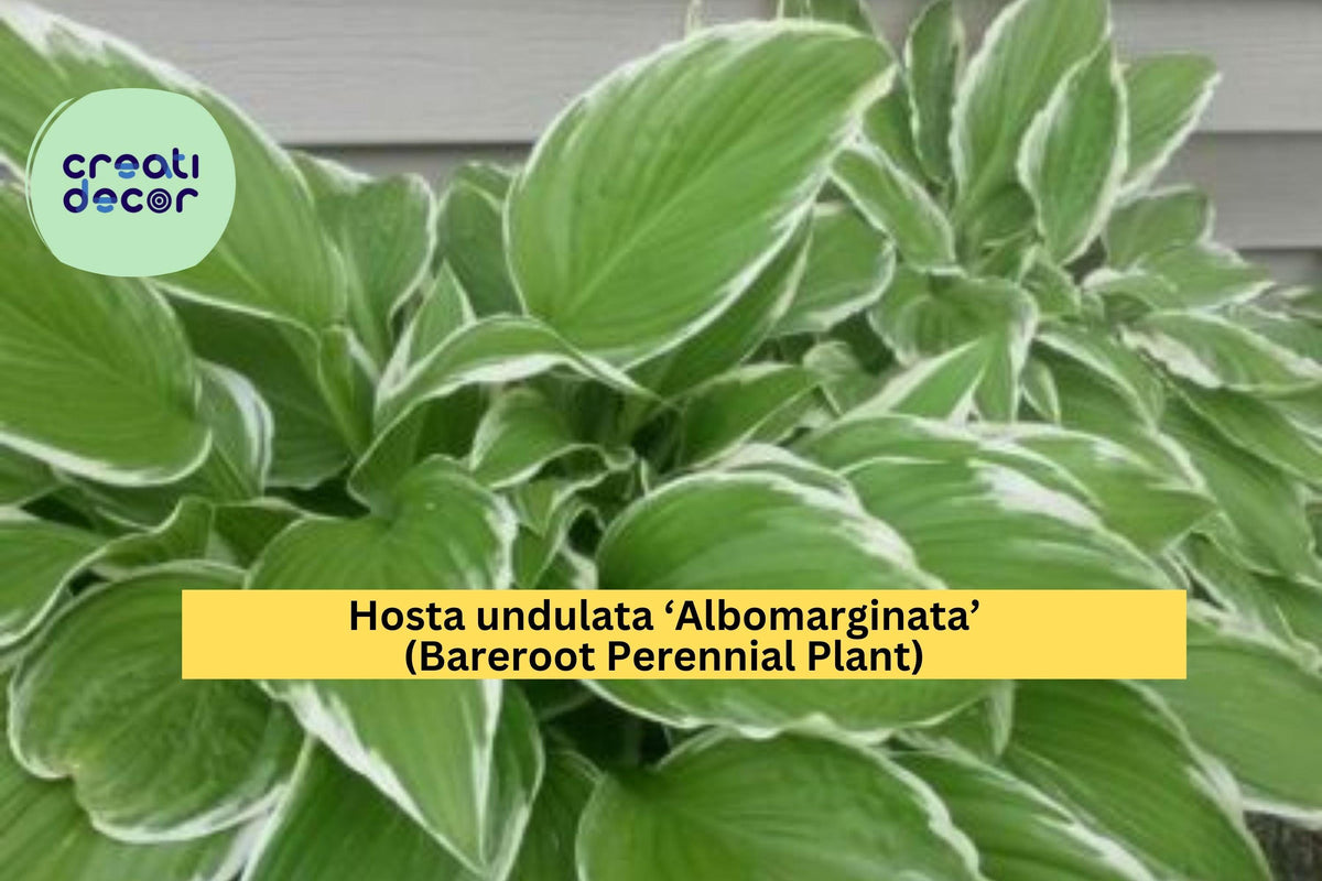Hosta Plant Bareroot Variegated Green and White Hosta undulata ‘Albomarginata’ Shade Perennial for Spring Gardens