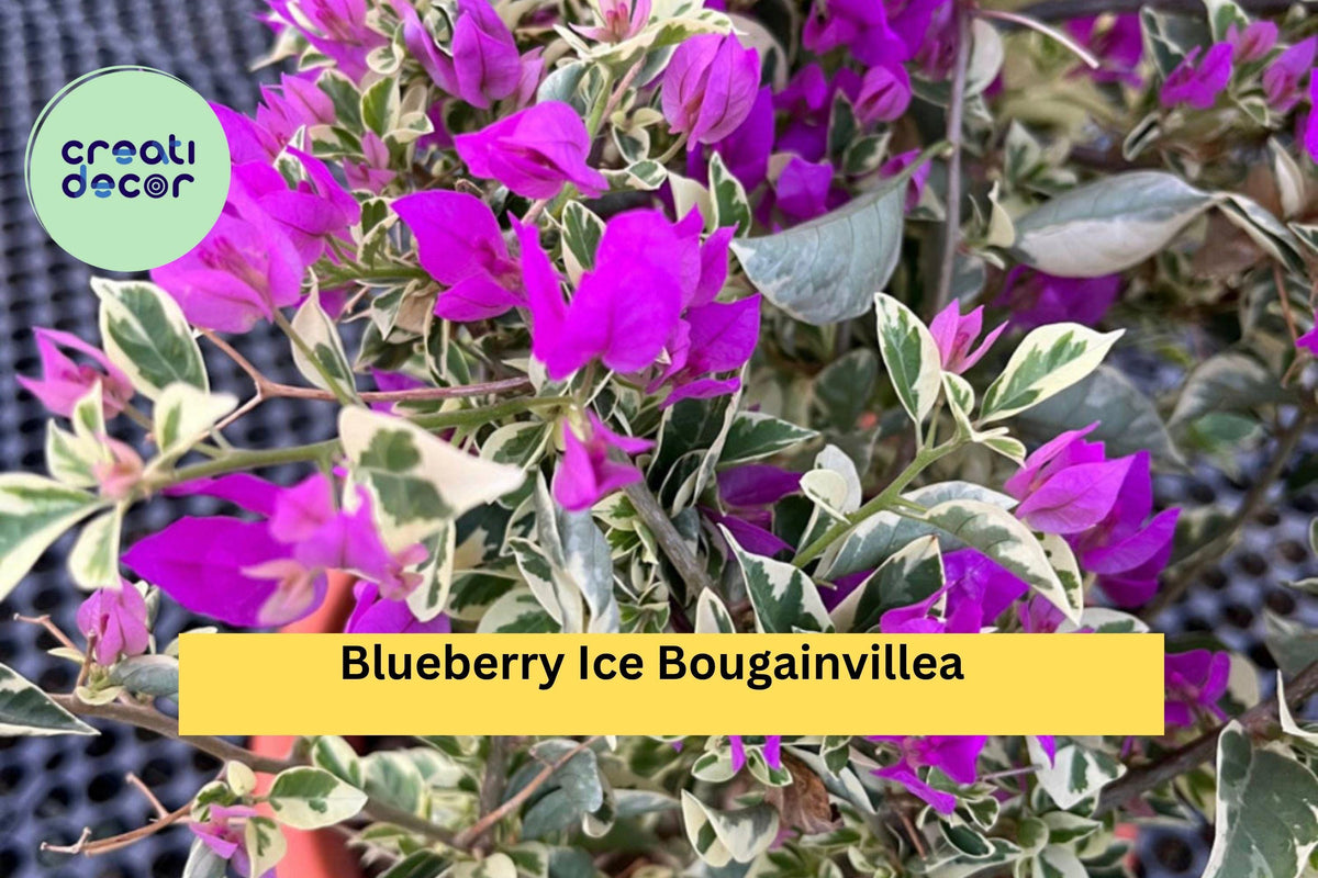 Blueberry Ice Bougainvillea Starter Plant – Variegated Purple-White Flowers, Bougainvillea glabra for Garden or Patio