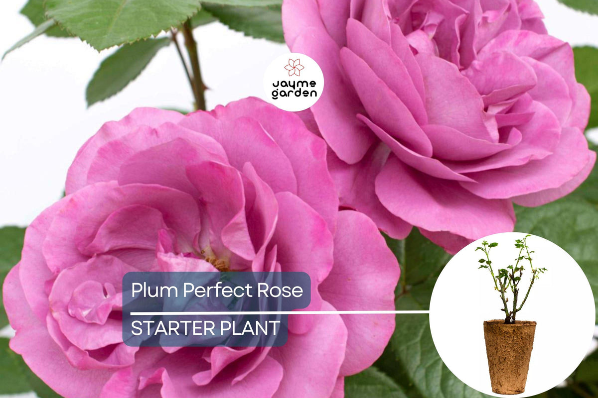 Plum Perfect™ Rose - 1.5 Gal Potted Floribunda - Purple Double Blooms - Rosa 'KORvodacom' - Heat Tolerant, Reblooming, Zones 5-10