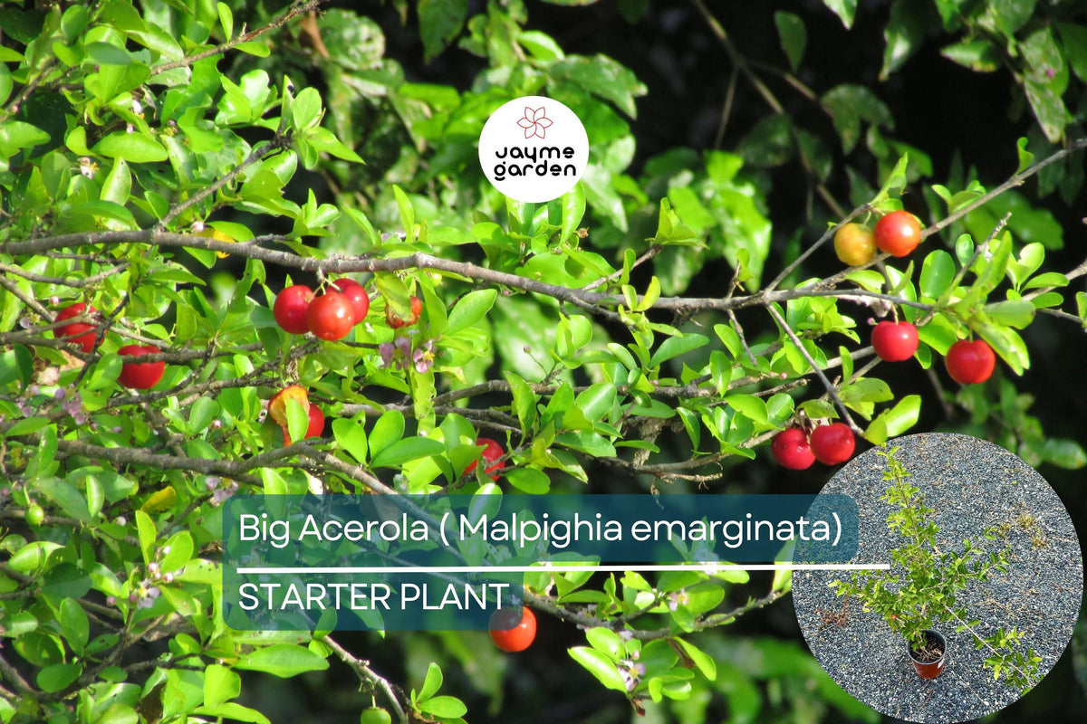 Live Acerola Tree 12"-24" | Vitamin C-Rich Barbados Cherry | Malpighia emarginata | Compact Tropical Fruit Plant for Gardens