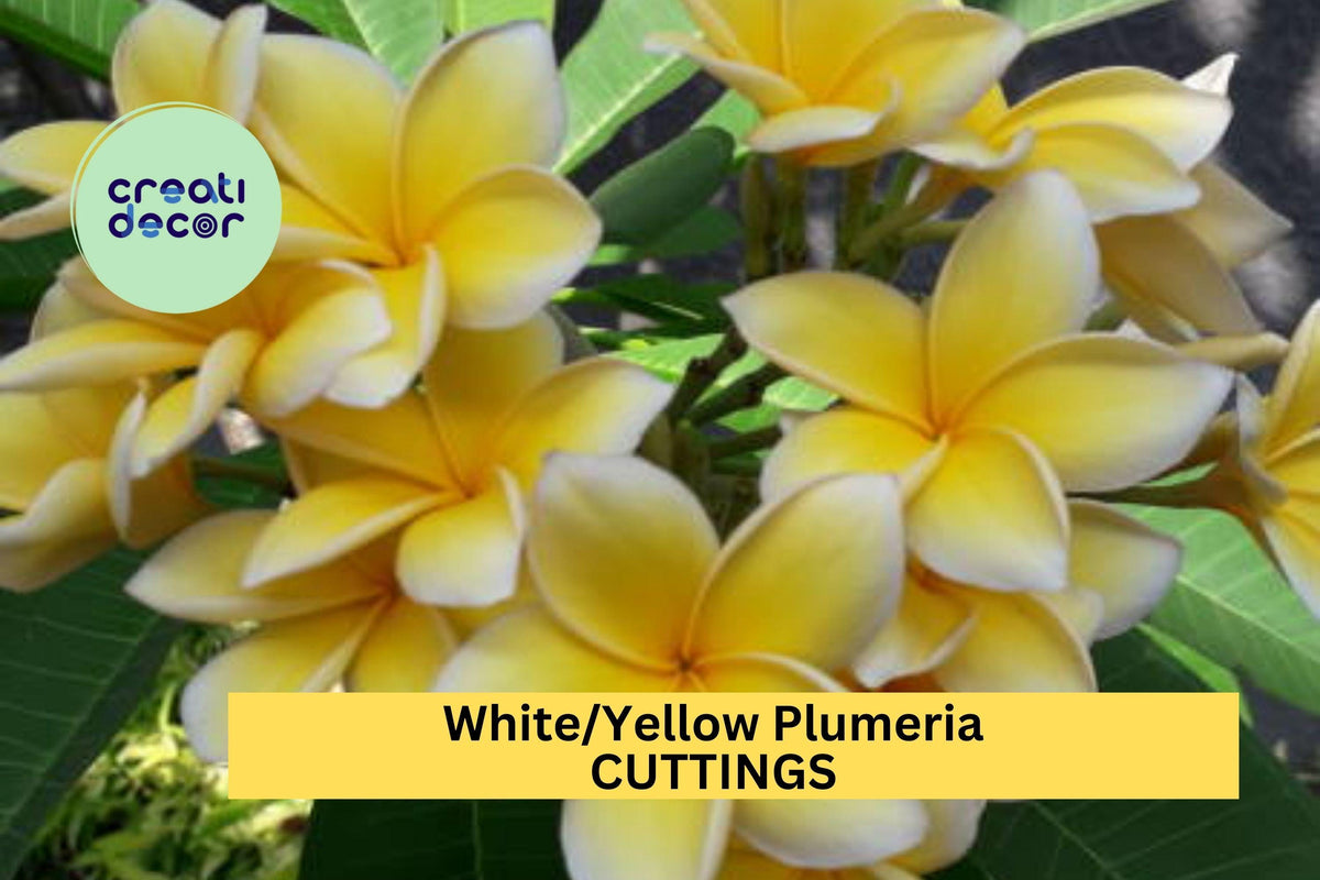 White Yellow Plumeria Cutting | 10-12" Unrooted Tropical Frangipani Starter for Garden or Patio