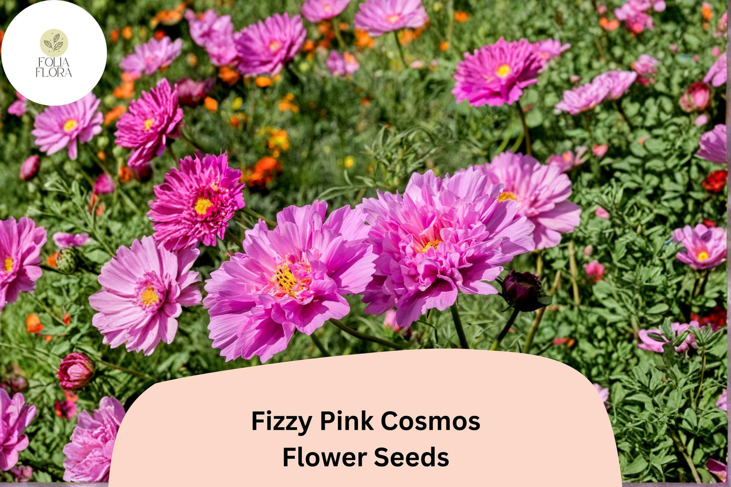 200+ Fizzy Pink Cosmos Seeds | Easy Grow Pink Double Blooms | Cosmos bipinnatus Annual Flower Seeds