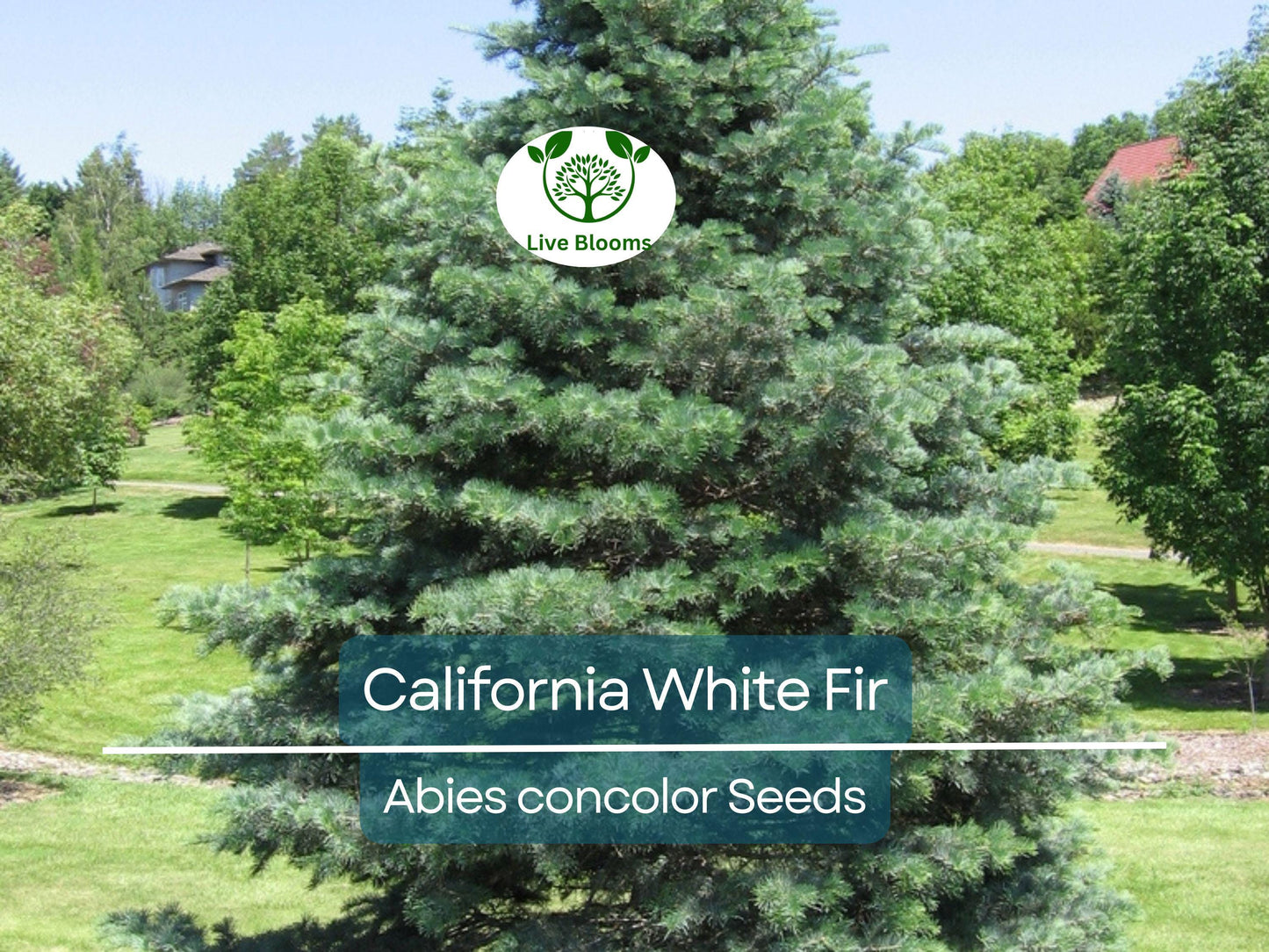 30 California White Fir Tree Seeds (Abies Concolor) | Hardy Evergreen for Landscaping & Reforestation