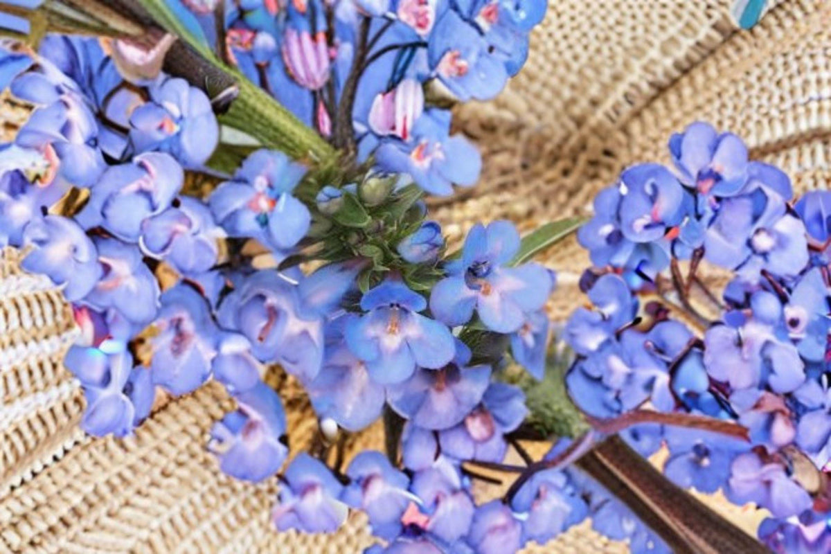 Pagoda Penstemon Seeds - 50 Drought-Tolerant Pollinator Seeds - Penstemon angustifolius - Blue-Purple Prairie Perennial