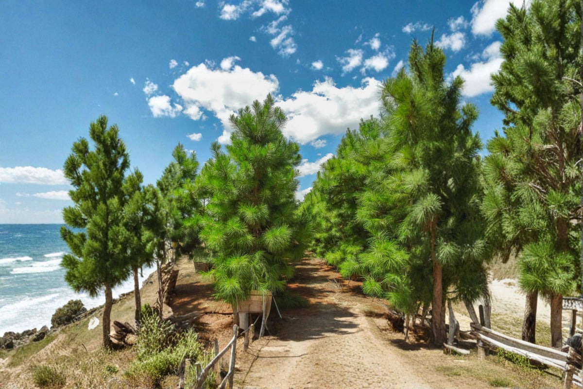 Loblolly Pine Trees 2 Live Plants 1-2 ft Tall Pinus taeda Evergreen Conifer Fast-Growing Landscape Tree