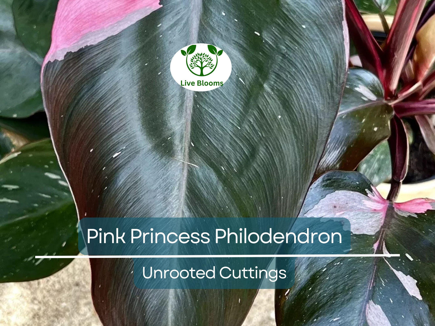 Pink Princess Philodendron Unrooted Cutting - Rare Variegated Pink & Green Houseplant