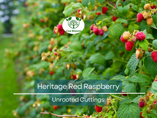 10 Heritage Red Raspberry Scion Cuttings - Rubus idaeus Unrooted 6-8” for Rooting or Grafting
