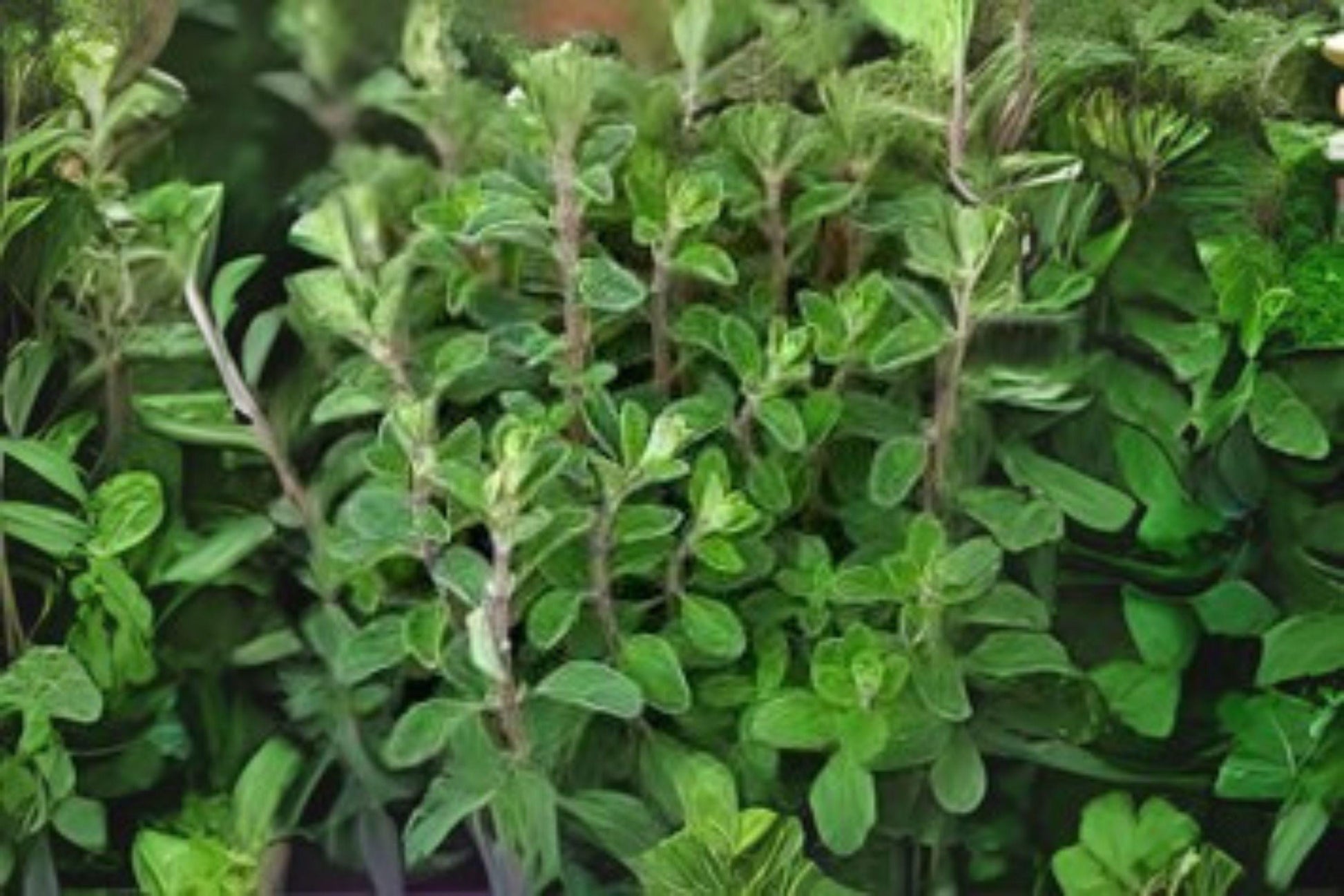 Marjoram Seeds 400 Count, Sweet Culinary Herb for Mediterranean Cooking, Origanum majorana, Easy to Grow