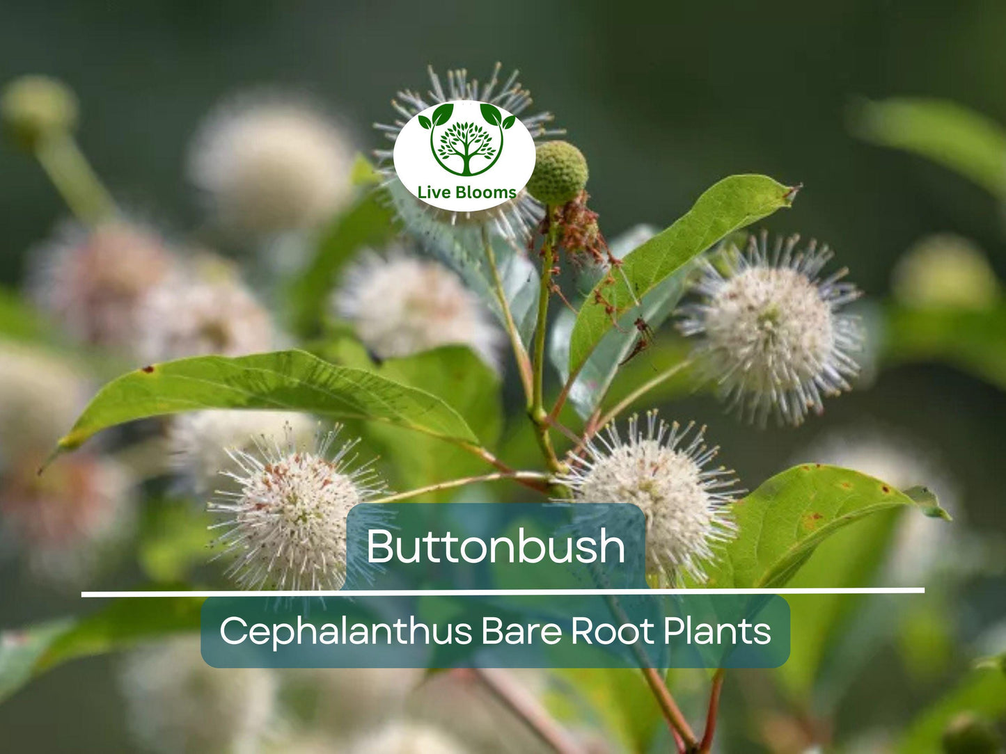 Buttonbush Live Plant – Cephalanthus Occidentalis 12–18” Bare Root Shrub – Native Pollinator Magnet