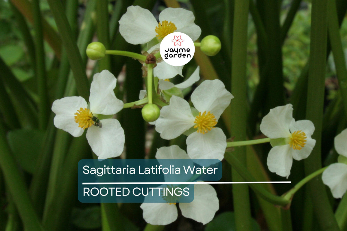 Aquatic Plants - 5 Broadleaf Arrowhead Roots (Sagittaria latifolia) - Hardy Water Garden Perennials for Ponds & Wetlands
