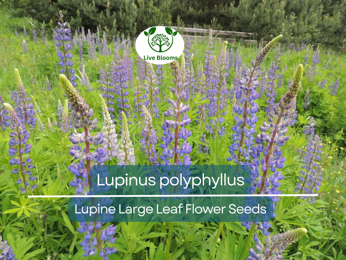 Lupine Seeds 20 Count - Large Leaf Perennial Flower, Blue & Purple Blooms, Lupinus polyphyllus, Easy to Grow, Non-GMO