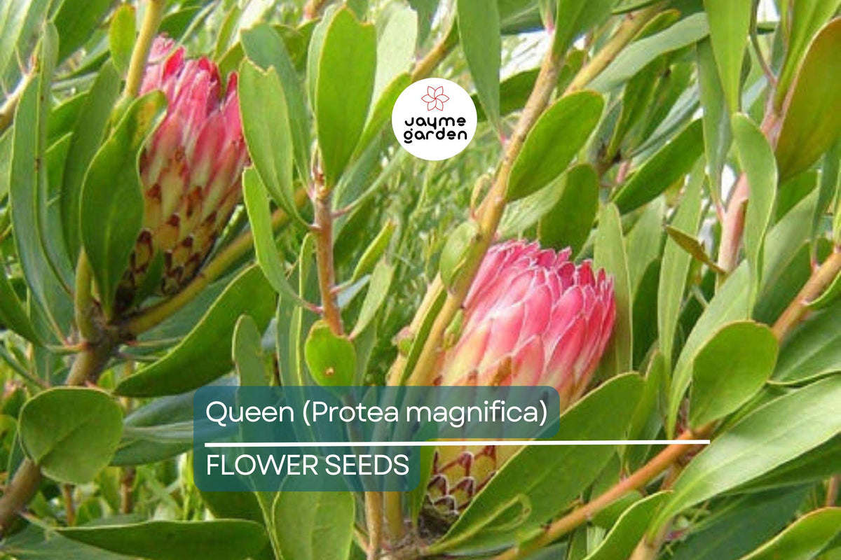 Queen Protea Seeds - 10 Rare Woolly Beard Flower Seeds (Protea magnifica) - Exotic Blooms for USDA Zones 9-12, Acidic Soil Plant
