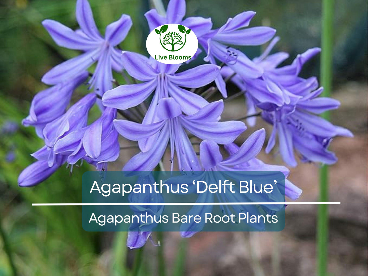 Agapanthus ‘Delft Blue’ Bare Root Plant – Summer Blooming Lily of the Nile with Sky Blue Flowers
