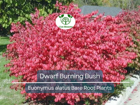 10 Dwarf Burning Bush Plants Euonymus Alatus Bare Root Shrubs with Brilliant Fall Color
