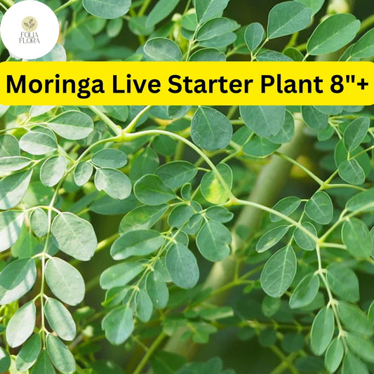 1 Moringa Rooted Live Plant 8+ | Fast-Growing Tree of Life for Food Forests & Sustainable Gardens