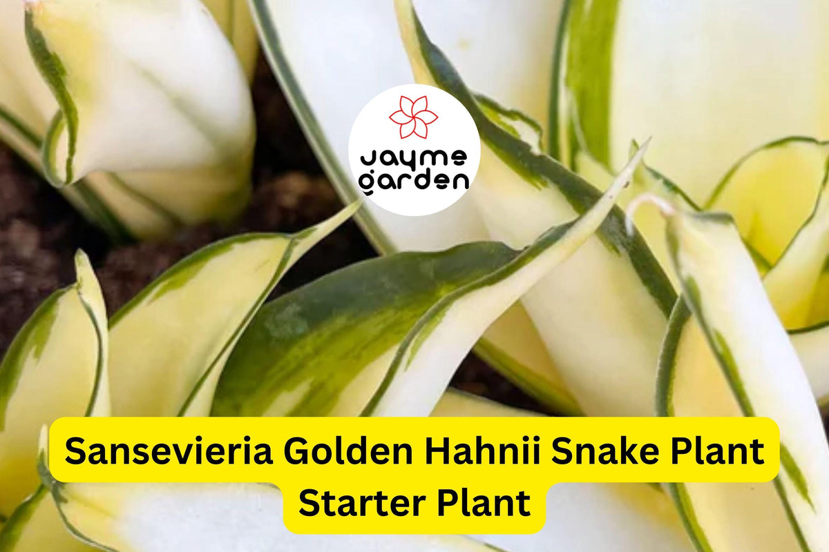 Sansevieria Golden Hahnii Starter Plant - Dwarf Variegated Snake Plant, Air Purifying Houseplant - Dracaena trifasciata ‘Golden Hahnii’