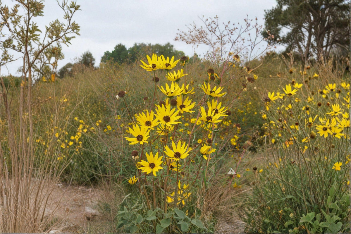 Swamp Sunflower Seeds | 100 Seeds | Helianthus angustifolius | Bright Yellow Fall Blooms | Native Wildflower for Pollinator Gardens