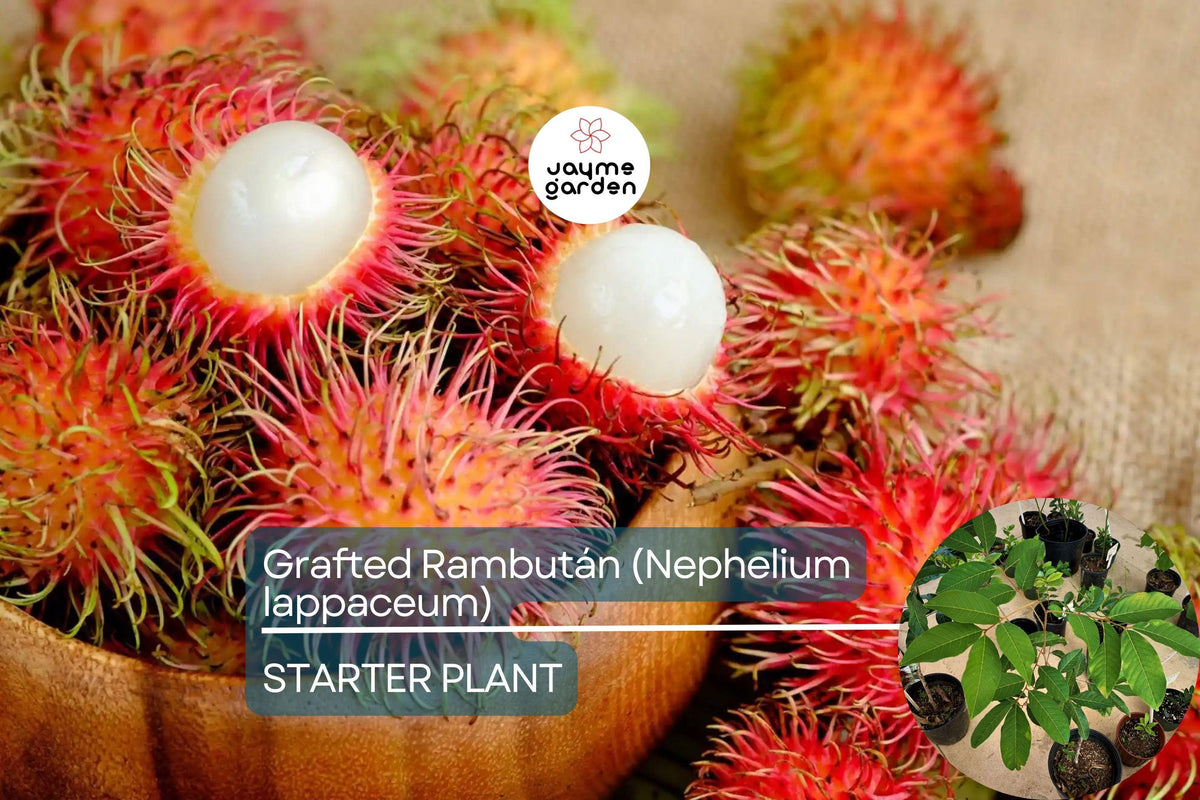 Grafted Rambutan Tree 24”-36” Nephelium lappaceum Exotic Fruit-Bearing Tropical Plant for Gardens