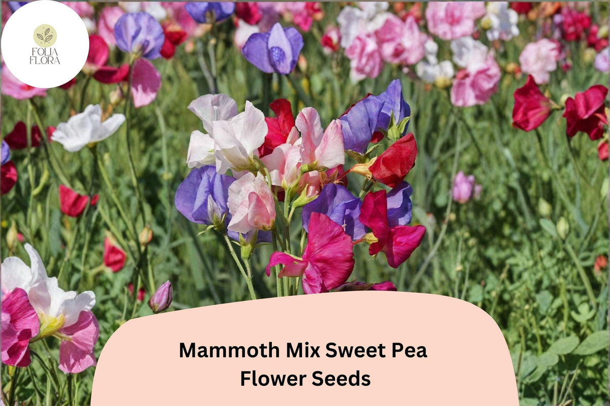 Mammoth Mix Sweet Pea Seeds | 50+ Untreated Seeds | Lathyrus odoratus | Colorful Climbing Annual Vines for Garden