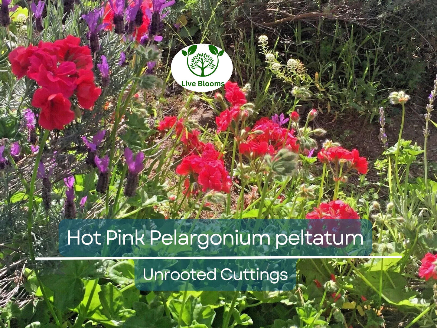 6 Hot Pink Pelargonium Peltatum Ivy Geranium Unrooted Cuttings 6" for Hanging Baskets & Gardens
