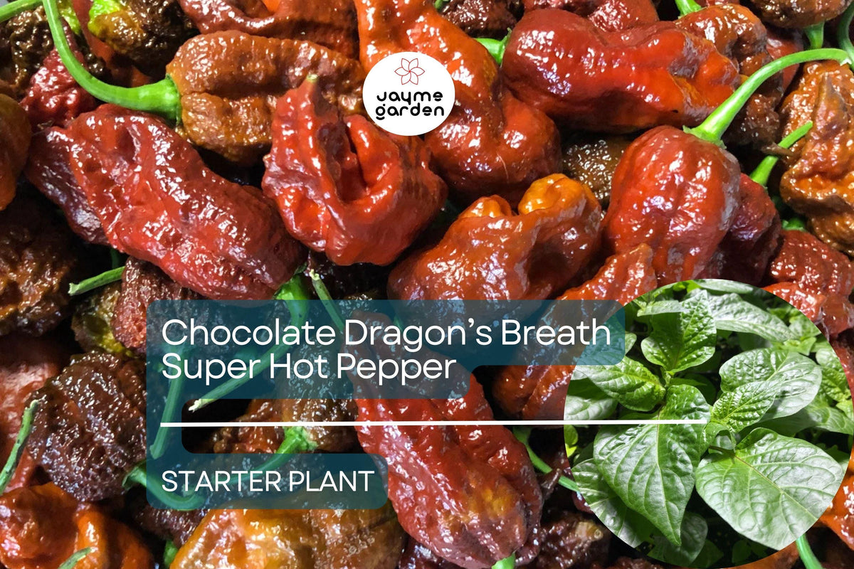 3 Chocolate Dragon's Breath Starter Plants - Super Hot Pepper - Capsicum chinense - Young Live Plants for Gardens & Containers